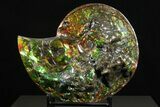Ammonite Fossil with Mosasaur Bite Marks - Precious Ammolite! #350337-3